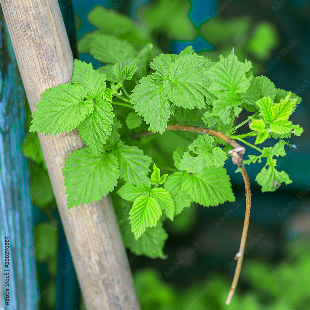 Gardening in the summer house in the spring and summer season. Raspberry Bush close-up Gardening in the summer house in the spring and summer season. Raspberry Bush close-up