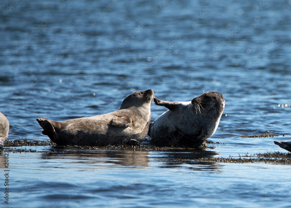Fototapeta premium Seehunde