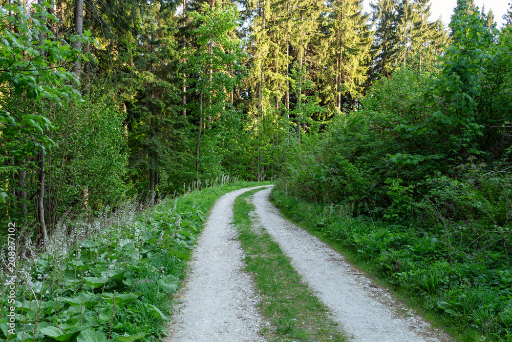 Bright green forest natural walkway in sunny day light. Sunshine forest trees. Sun through vivid green forest.