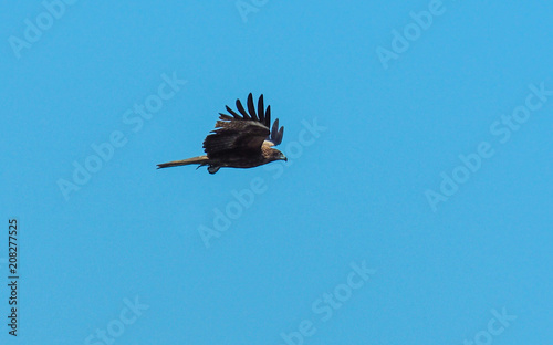 Bird of Prey - Black Kite photo