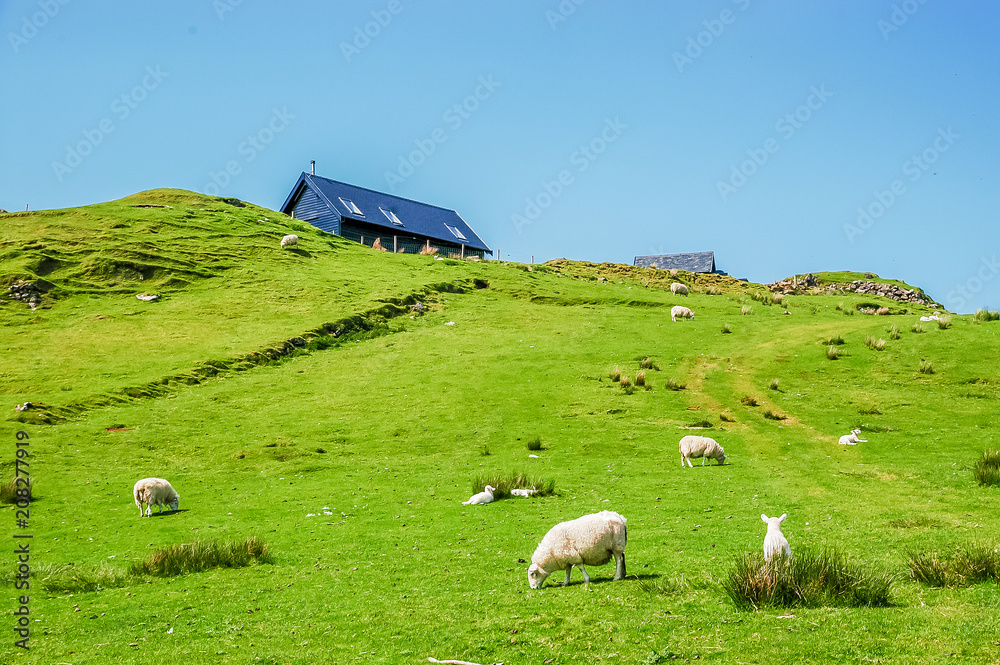 Fototapeta premium White Scottish sheep on a pasture in a mountain valley