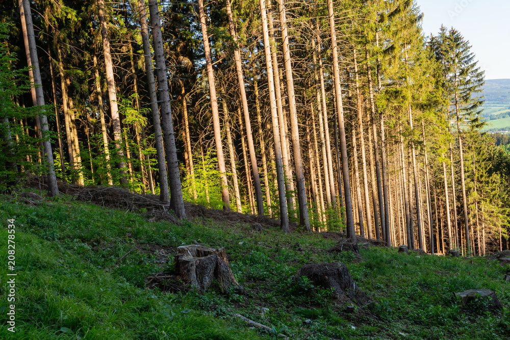 Forest landscape - forest trees with grass on the foreground and sunset light shining through the forest trees. Forest landscape - forest trees with grass on the foreground and sunset light shining through the forest trees.
