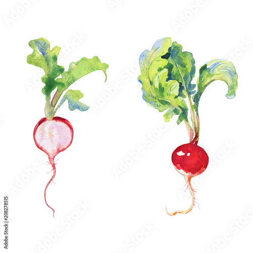 Watercolor radish with tops. Painting root crop on white background. Hand drawn vegetable illustration