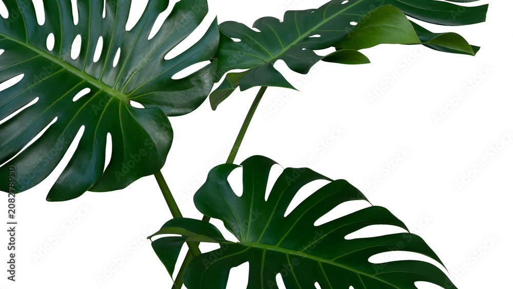 Fototapeta Monstera plant leaves, the tropical evergreen vine isolated on white background, clipping path included