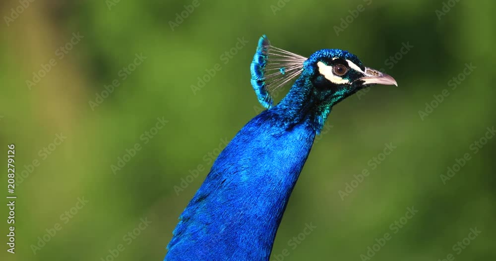 Single male Indian Peafowl bird, known also as Blue Peafowl or Peacock in a city park during a spring nesting period Single male Indian Peafowl bird, known also as Blue Peafowl or Peacock in a city park during a spring nesting period