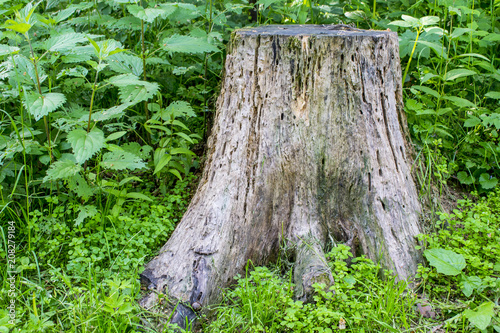 Stinging Nettle. The nettle grows next to the stump. photo