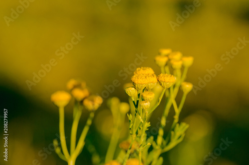 Yellow flowers of common tansy, Tanacetum vulgare