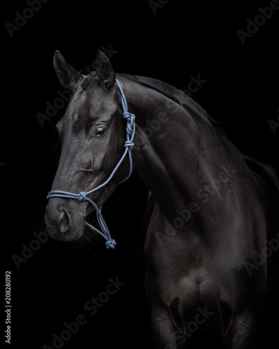 Portrait of black horse isolated on black background 