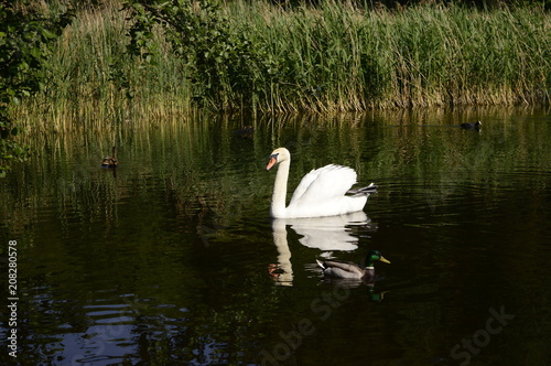 Fototapeta Naklejka Na Ścianę i Meble -  White majestic swan swims with grace on lake
