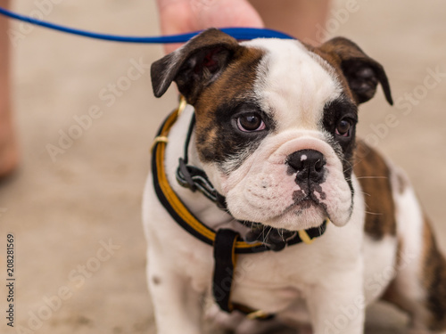 Bulldog Puppy on a Leash at the Beach