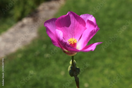"Rock Purslane" flower (or Redmaid) in St. Gallen, Switzerland. Its Latin name is Calandrinia Grandiflora (Syn Cistanthe Grandiflora), native to Chile.