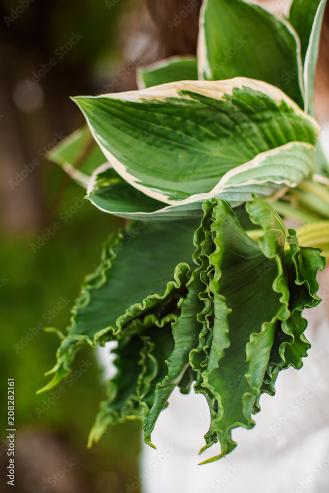 Obraz premium flowers