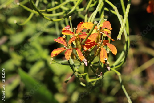Fotografie "Sanddune Wallflower" (or Western Wallflower, Prairie Rocket, Coastal Wallflower, Wheeler's Wallflower) in St