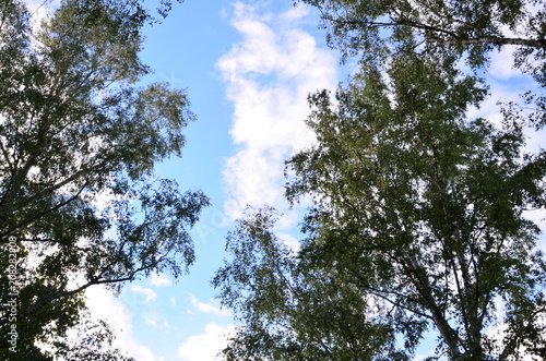 sky blue nature background trees beauty