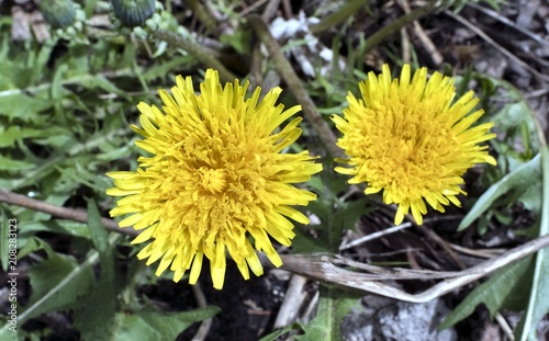 Fototapeta Naklejka Na Ścianę i Meble -  yellow spring dandelions on green background