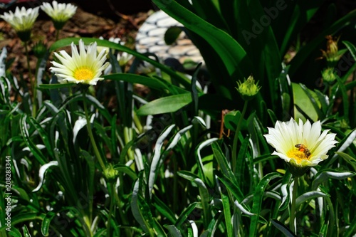 An American Bumble Bee (Bombus pennsylvanicus) with full pollen baskets, shown as orange bands on its legs, rests on a Shasta Daisy (Leucanthemum x superbum) on a sunny spring day,. photo