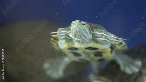 Red-bellied turtle in an aquarium photo