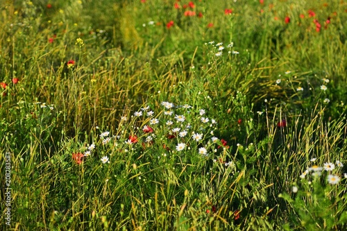 Red poppies in the field on a Sunny summer day.