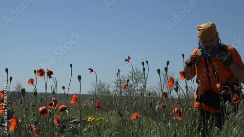 Mature active male traveler with backpack walking along field with red poppies. Exploratory walk in wildfield photo