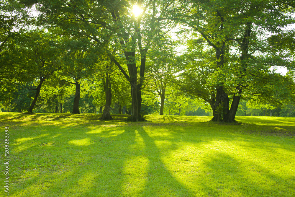 Obraz premium morning park