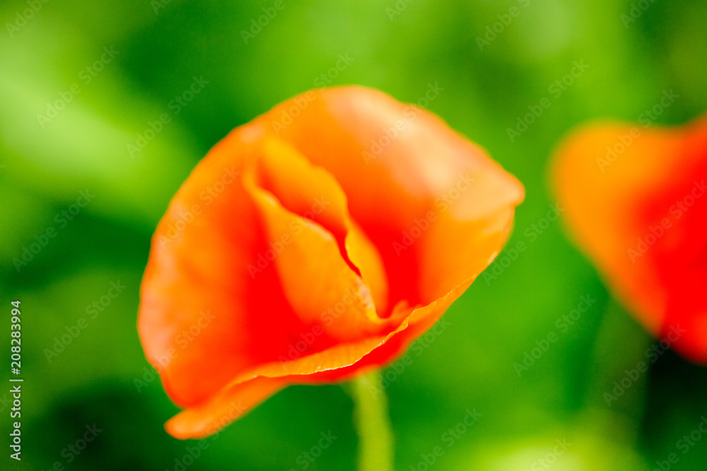 Red poppy flower on green, blured background. Red poppy flower on green, blured background.