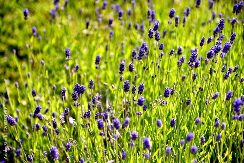 Group of blooming lavender in garden