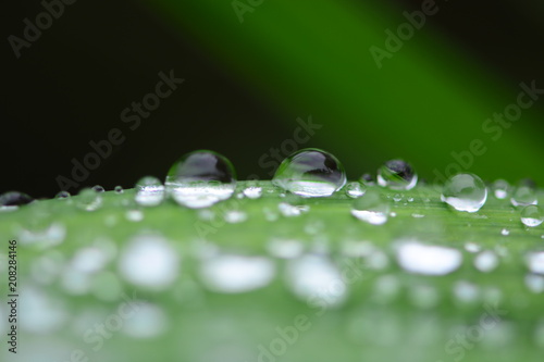 Water dew on green leaves