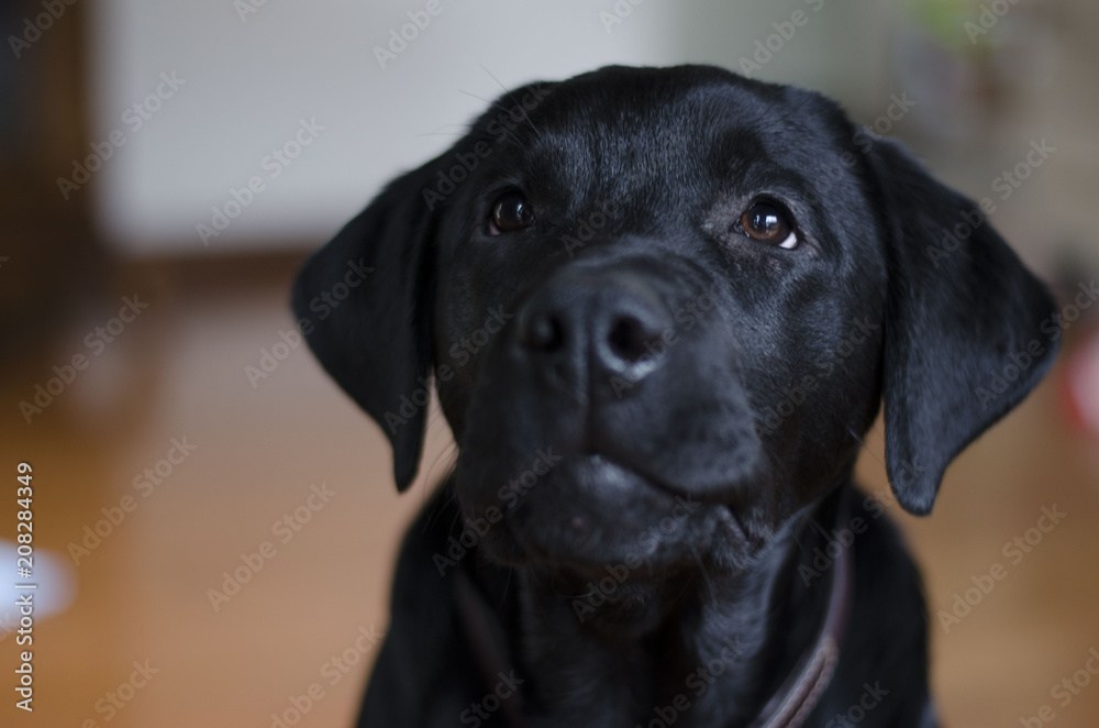 Black lab