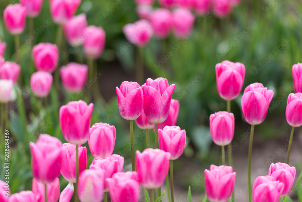 Contrasty vibrant pink tulips