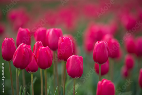 Vibrant blooming tulips