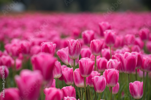 Vibrant blooming tulips