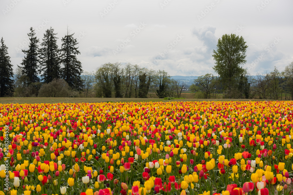 Field of vibrant multi colored tulips