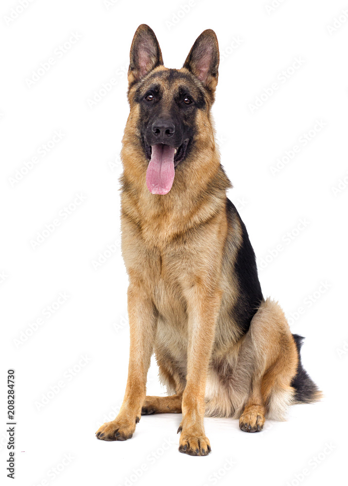 sheepdog breed sitting isolated