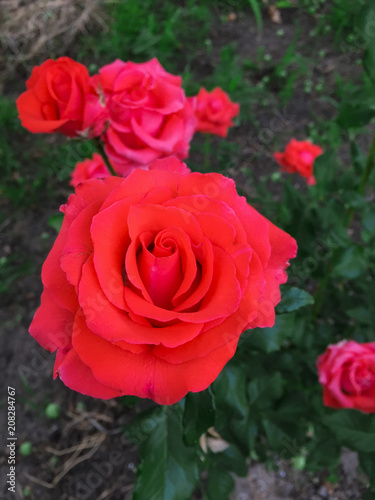 Single complex rose in a garden