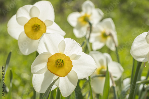 Fototapeta Naklejka Na Ścianę i Meble -  White narcissus (Narcissus poeticus). Copy space