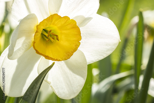 Fototapeta Naklejka Na Ścianę i Meble -  White narcissus (Narcissus poeticus). Copy space