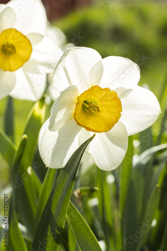Fototapeta Naklejka Na Ścianę i Meble -  White narcissus (Narcissus poeticus). Copy space