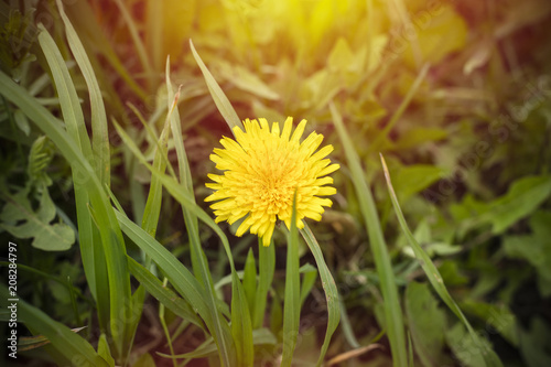 Fototapeta Naklejka Na Ścianę i Meble -  Yellow dandelion, copy space
