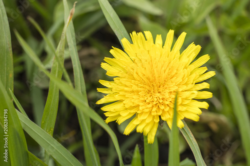 Fototapeta Naklejka Na Ścianę i Meble -  Yellow dandelion, copy space