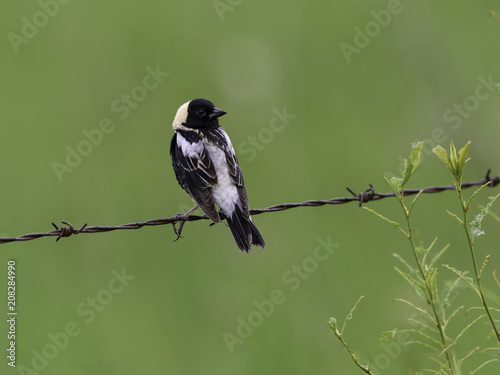 Bobolink Perched on Tree Branch in Spring on Green Background