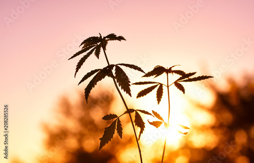 Plant of marijuana in sunlight against sky on sunset sun. Thickets plant of cannabis on background blurred. Selective focus. Thematic photos of hemp