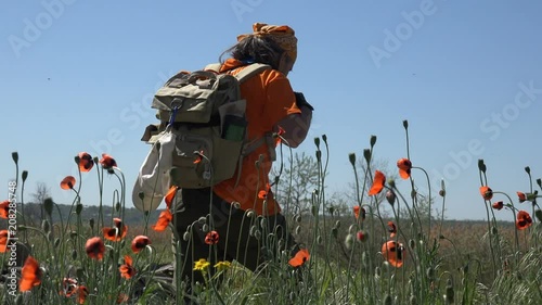 Mature active male traveler with backpack walking along field with red poppies. Exploratory walk in wildfield photo