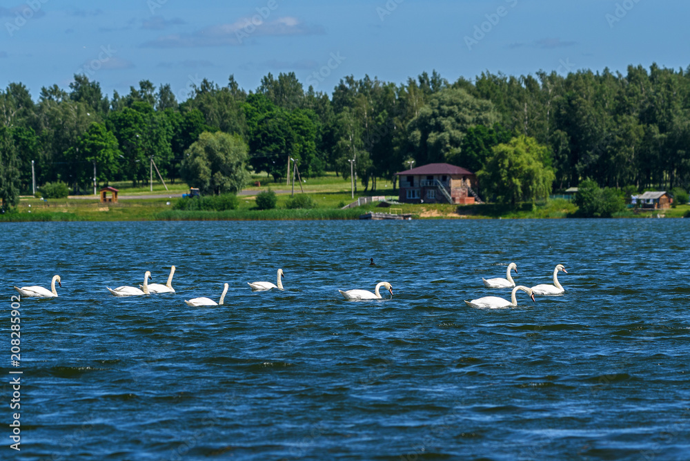a flock of swans swimming in the lake