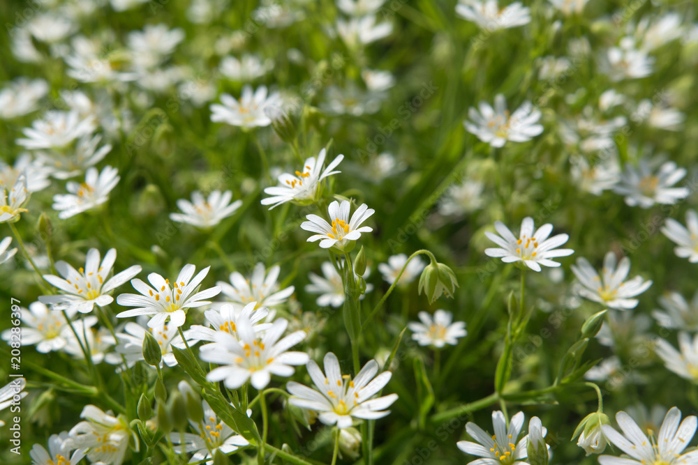 Wood stitchwort, little white flower with selective focus Wood stitchwort, little white flower with selective focus