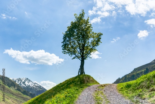 Canvas Print lone tree on the side of a gravel country lane with blue sky and moutain landsca