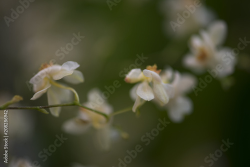 Spray of tiny blurred orchid flowers