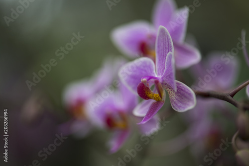 Pink orchid flower with blurred flowers in the background