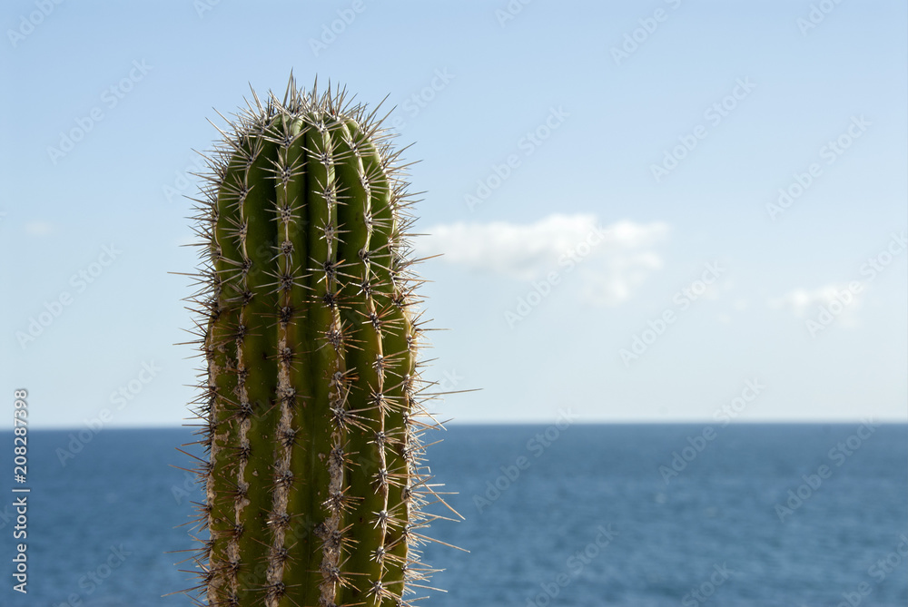 top of saguaro cactus intersecting horizon, with sea below and light blue clouded sky above top of saguaro cactus intersecting horizon, with sea below and light blue clouded sky above