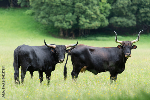 Fényképezés Aurochs, Aurox, heck cattle