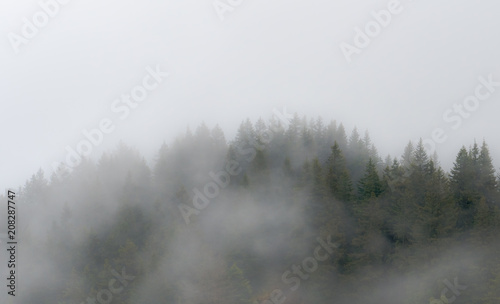 trees and forest in the fog and mist in the hills of Switzerland photo